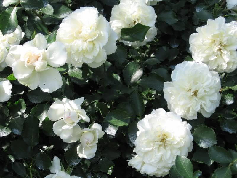 WHITE MEIDILAND ® BLANC MEILLANDECOR ®